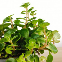 Sedum makinoi ‘Tornado’ – Succulente couvre-sol | JungleBox