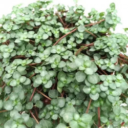 Pilea Greyzy – Plante retombante pour terrarium | JungleBox