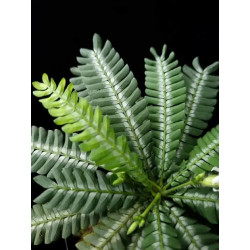 Biophytum zenkeri – Plante tropicale pour terrarium | JungleBox
