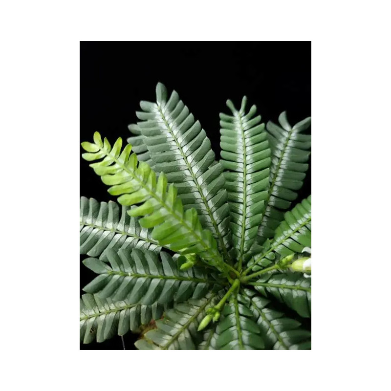 Biophytum zenkeri – Plante tropicale pour terrarium | JungleBox