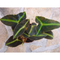 Begonia listada – Bégonia botanique pour terrarium | JungleBox