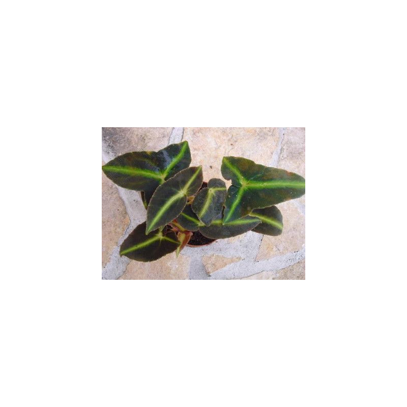 Begonia listada – Bégonia botanique pour terrarium | JungleBox