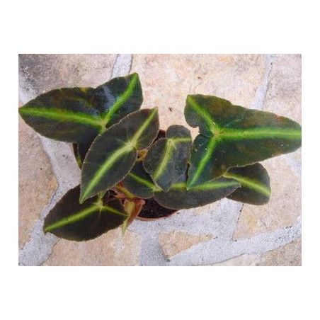 Begonia listada – Bégonia botanique pour terrarium | JungleBox