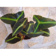 Begonia listada – Bégonia botanique pour terrarium | JungleBox