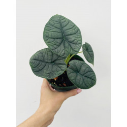Alocasia melo – Alocasia rare au feuillage texturé | JungleBox