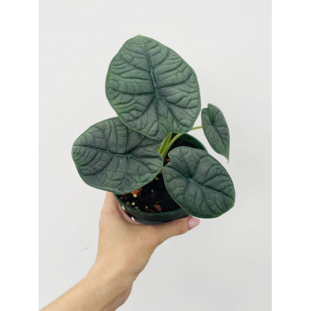 Alocasia melo – Alocasia rare au feuillage texturé | JungleBox