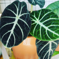 Alocasia Ninja – Jewel Alocasia au feuillage noir | JungleBox