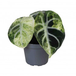 Alocasia reginula ‘Ninja’ Variegata – Alocasia rare panachée