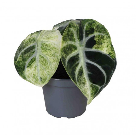 Alocasia reginula ‘Ninja’ Variegata – Alocasia rare panachée