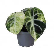 Alocasia reginula ‘Ninja’ Variegata – Alocasia rare panachée