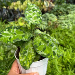 Aglaonema pictum Tricolor – Plante rare | JungleBox