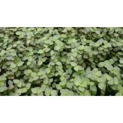 Callisia repens – Plante couvre-sol pour terrarium | JungleBox