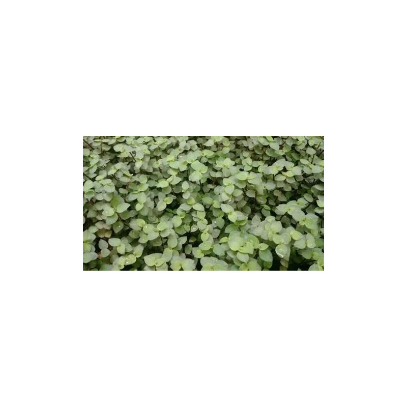 Callisia repens – Plante couvre-sol pour terrarium | JungleBox