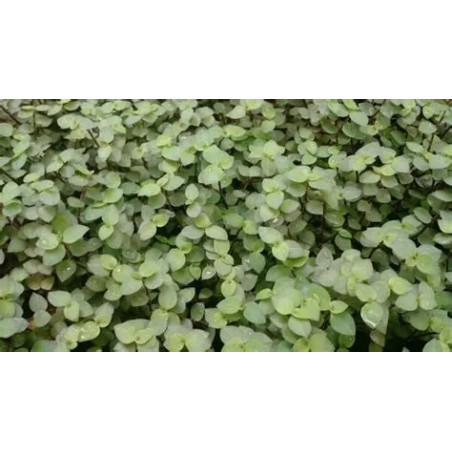 Callisia repens – Plante couvre-sol pour terrarium | JungleBox