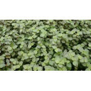 Callisia repens – Plante couvre-sol pour terrarium | JungleBox