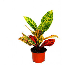 Croton Petra – Codiaeum variegatum | JungleBox