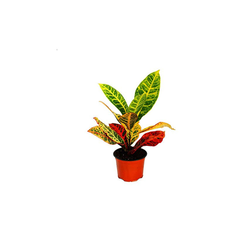 Croton Petra – Codiaeum variegatum | JungleBox