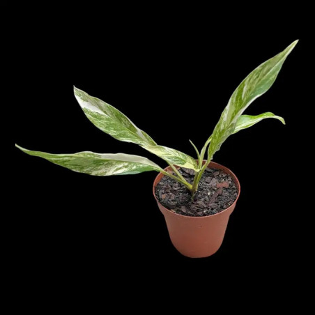 Rhaphidophora Gorilla Variegata – Rare Climbing Aroid | JungleBox