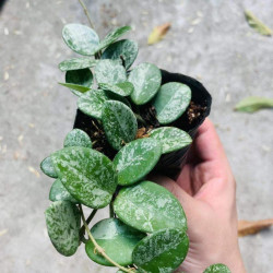 Hoya Mathilde Splash – Hoya de collection argenté | JungleBox