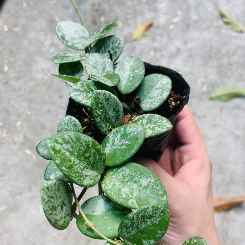 Hoya Mathilde Splash – Hoya de collection argenté | JungleBox