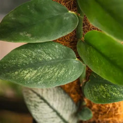 Rhaphidophora hongkongensis variegata