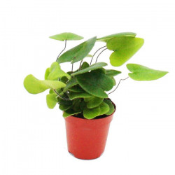 Hemionitis arifolia – Heart Fern for Terrariums | JungleBox