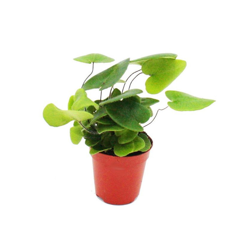 Hemionitis arifolia – Fougère cœur pour terrarium | JungleBox