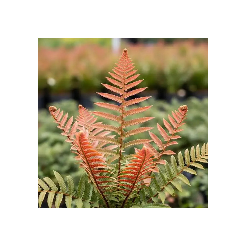 Dryopteris erythrosora – Fougère cuivrée | JungleBox