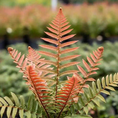 Dryopteris erythrosora – Copper Fern | JungleBox