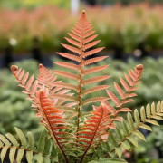 Dryopteris erythrosora – Fougère cuivrée | JungleBox