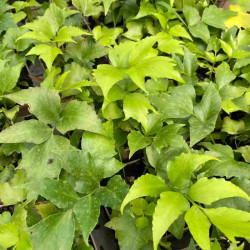 Cyrtomium falcatum – Fougère pour terrarium | JungleBox