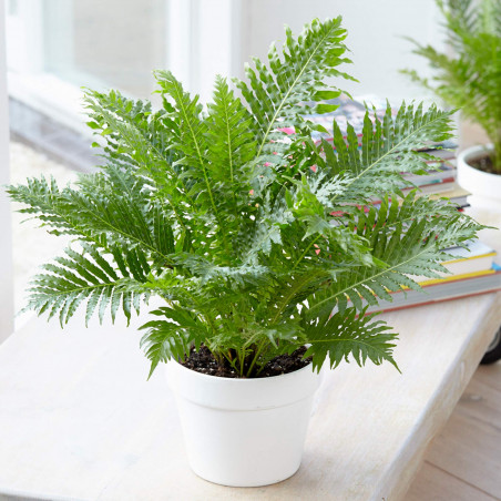 Blechnum gibbum' – Fougère tropicale | JungleBox