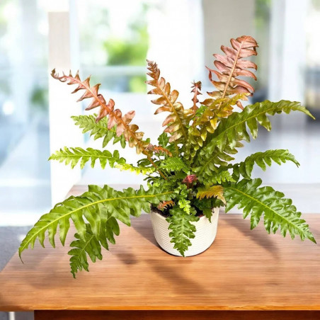 Blechnum brasiliense 'Volcano' – Fougère tropicale | JungleBox