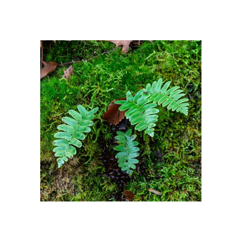 fougère pour terrariums