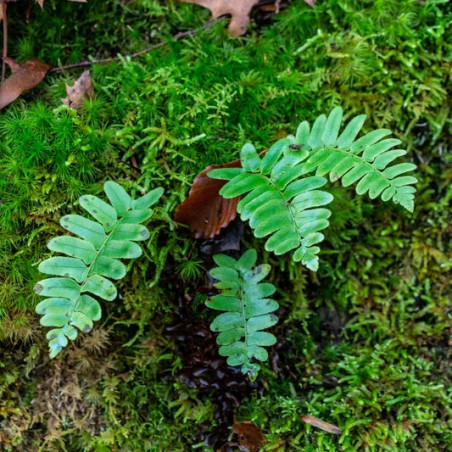 Fern Polystichum rigens