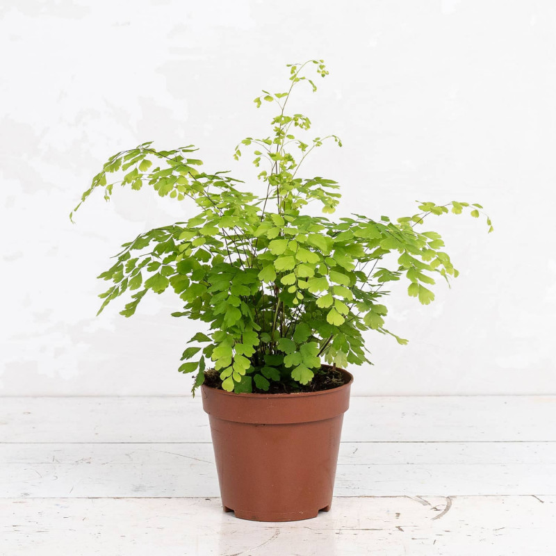 Adiantum raddianum Fragans – Fougère tropicale délicate | JungleBox