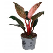 Philodendron Birkin Pink – Rare Tropical Plant | JungleBox