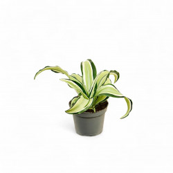 Dracaena fragrans Malaika – Plante tropicale panachée | JungleBox