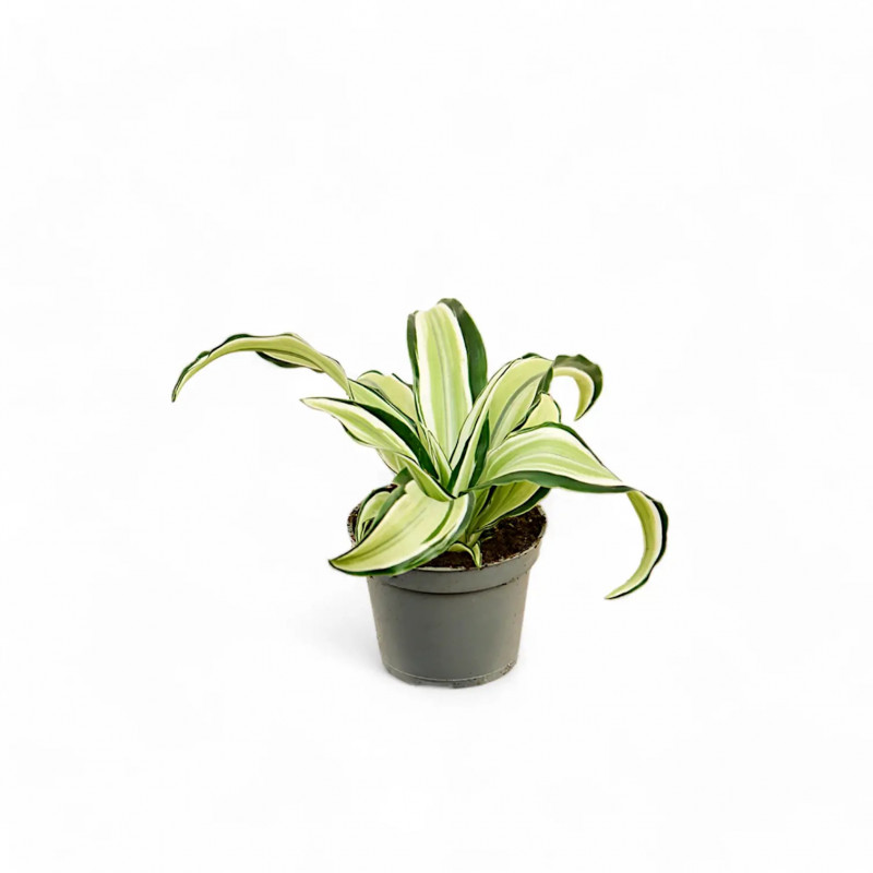 Dracaena fragrans Malaika – Plante tropicale panachée | JungleBox