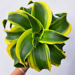 Dracaena fragrans tornado – Plante tropicale panachée | JungleBox