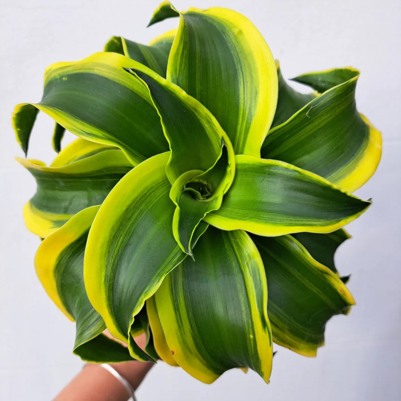 Dracaena fragrans tornado – Plante tropicale panachée | JungleBox