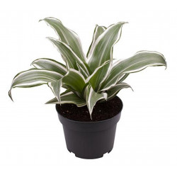 Dracaena fragrans White Jewel – Plante panachée | JungleBox
