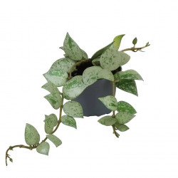 Hoya krohniana Eskimo – Hoya argenté de collection | JungleBox