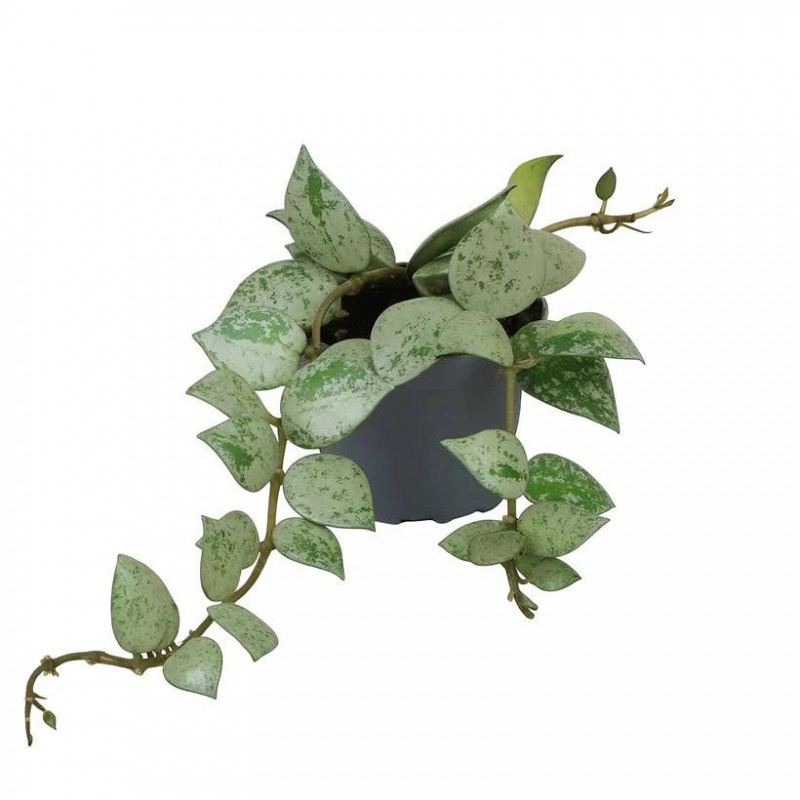 Hoya krohniana Eskimo – Hoya argenté de collection | JungleBox