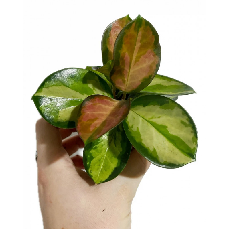 Hoya australis Lisa – Hoya panaché de collection | JungleBox