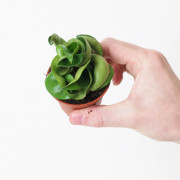 Hoya carnosa Compacta – Hoya torsadé de collection | JungleBox