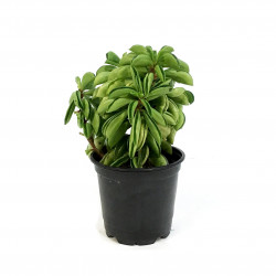 Peperomia Fire Sparks – Plante tropicale retombante | JungleBox