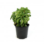 Peperomia Fire Sparks – Plante tropicale retombante | JungleBox