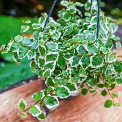 Ficus pumila 'Sunny'