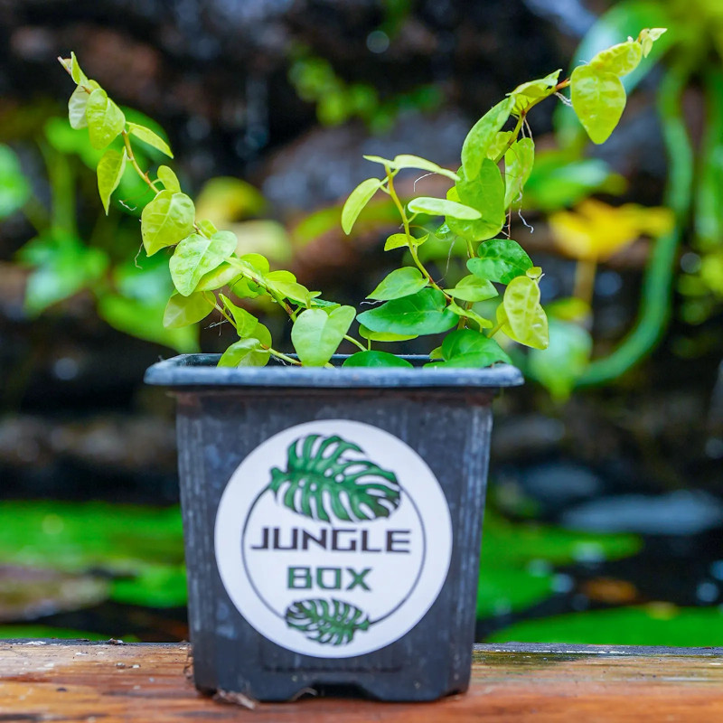 Ficus pumila Arina – Plante grimpante pour terrarium | JungleBox